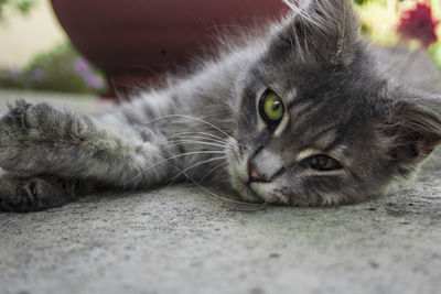 Close-up of cat resting