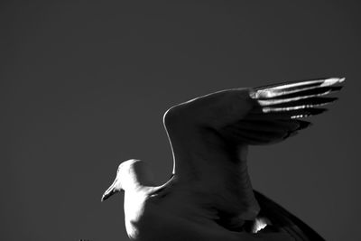 Low angle view of bird flying against clear sky