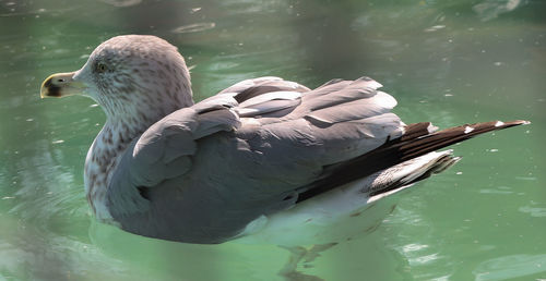 Close-up of swan swimming in lake