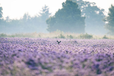 Purple field in the fog. roe deer ears. early morning