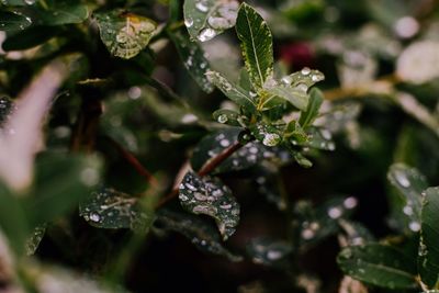 Close-up of wet plant leaves