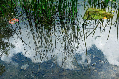 View of fish swimming in lake