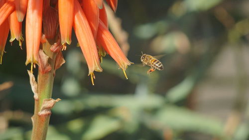 Close-up of insect on flower