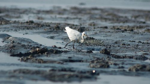 Seagull on beach