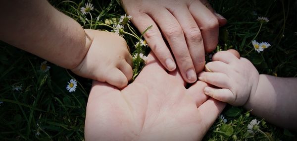 Close-up of hands holding plant