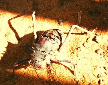 Close-up of insect