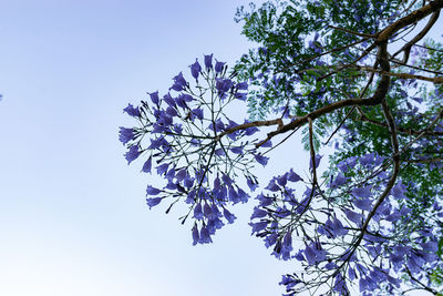 Low angle view of flowering tree against blue sky