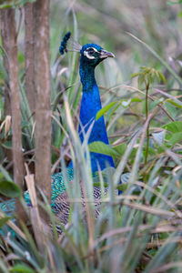 Close-up of a peacock