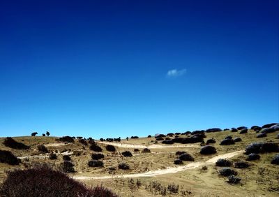 Scenic view of landscape against blue sky