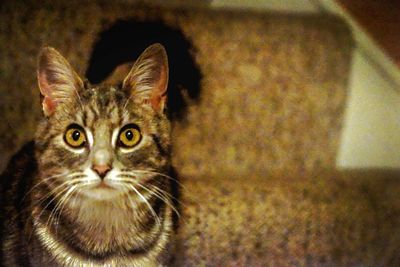 Close-up portrait of cat