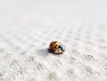 Close-up of ladybug