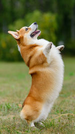 Orange and white corgi stands on its hind legs. high quality photo