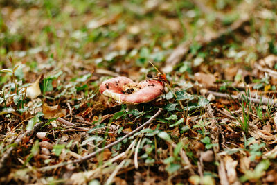 Close-up of mushroom on field