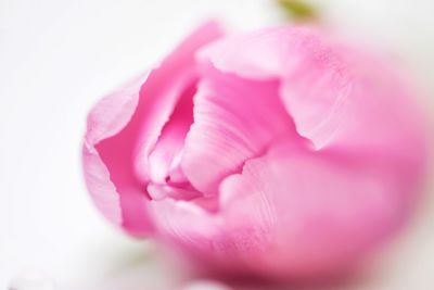 Close-up of pink rose