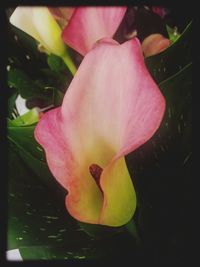 Close-up of pink flowers