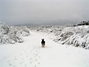 Dog on snow covered land