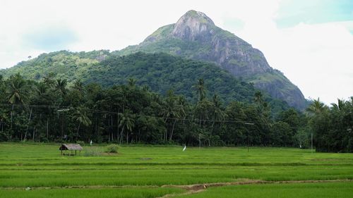 Scenic view of grassy field against sky