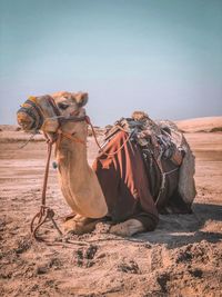 View of a horse on desert