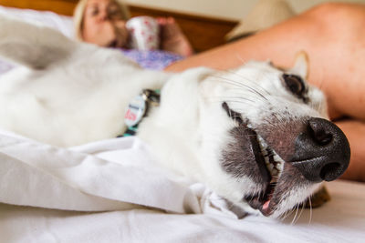 Close-up of a dog sleeping on bed