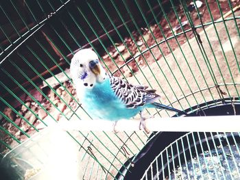 animal themes