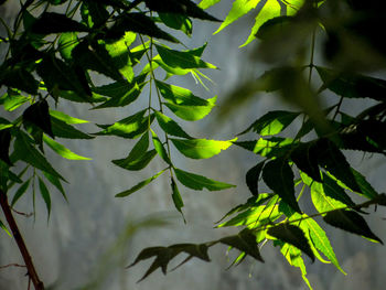 Close-up of  neem leaves against blurred background