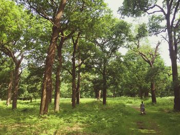 Trees in park