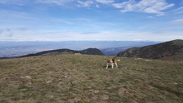 domestic animals, animal themes, mammal, mountain, sky, landscape, livestock, one animal, horse, grass, tranquil scene, tranquility, mountain range, field, cloud - sky, scenics, grazing, nature, cow, beauty in nature