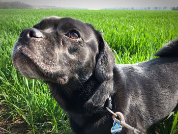 Dog looking away on field