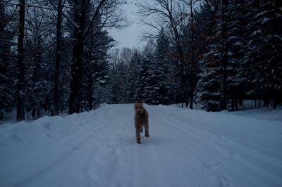 Goldendoodle running on snowy field amidst trees at dusk