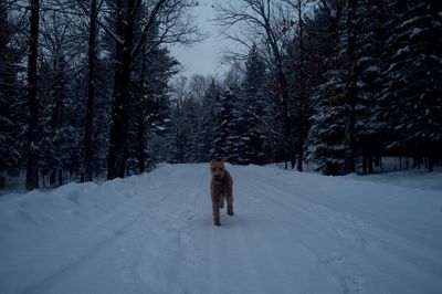 Person walking on snow covered landscape