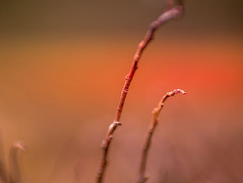 Close-up of red flowering plant