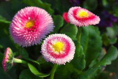 Close-up of pink flowers