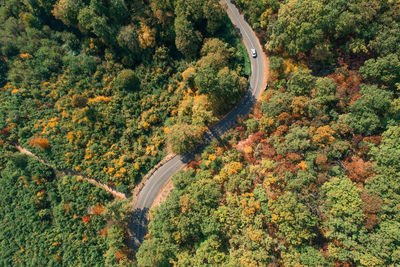 Directly above shot of winding road amidst trees during autumn