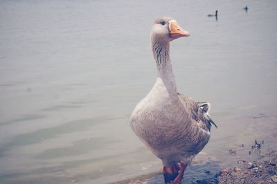 Goose at lakeshore