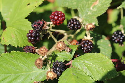 Close-up of blackberries growing on plant