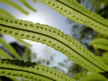 Close-up of green leaves