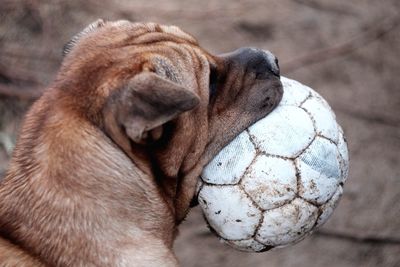 Close-up of dog ball on field