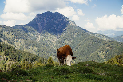 Cows standing in mountains