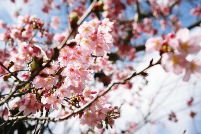 Low angle view of cherry blossom