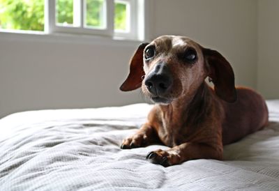 Dog looking away while relaxing on bed at home