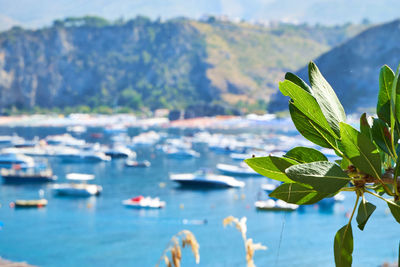 Close-up of leaves against sea