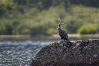 Bird perching on rock