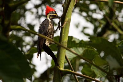 Low angle view of bird perching on branch