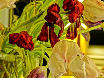 Close-up of red flowers blooming outdoors