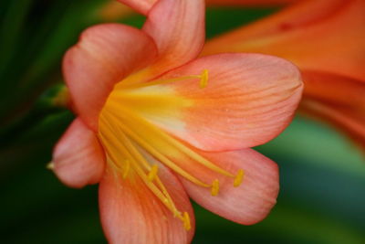 Close-up of orange lily