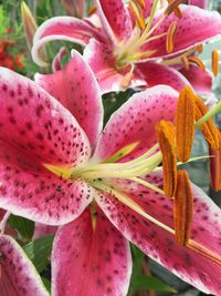 Close-up of pink flowers blooming on tree