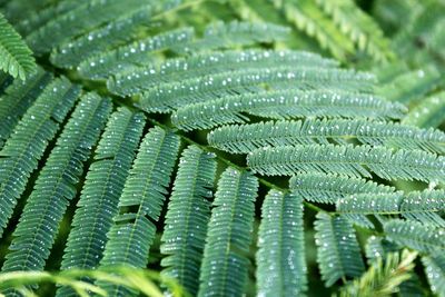 Close-up of raindrops on leaves