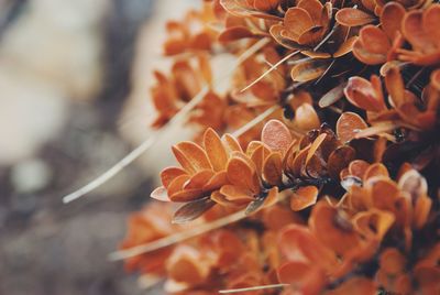 Close-up of orange flowering plant during autumn