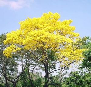 Low angle view of trees against sky