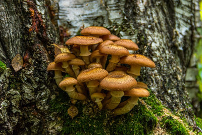 Close-up of mushrooms on tree trunk in forest